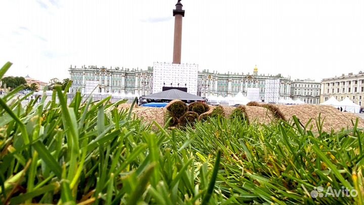 Рулонный газон 