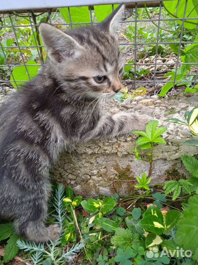 Котёнок-мальчик