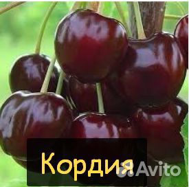 Саженцы черешни 2-летка