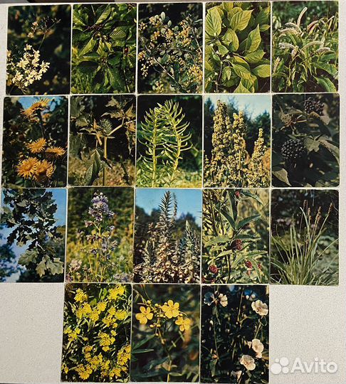 Карточки лекарственные растения