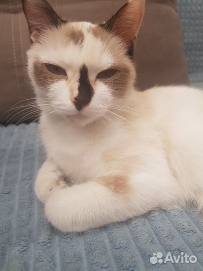 Кошка в дар