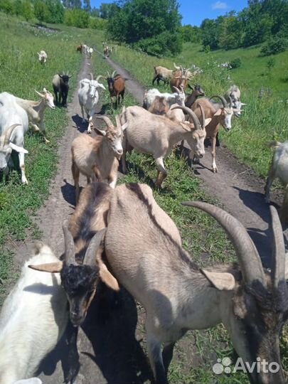 Зааненские и чешские дойные козы и козлята