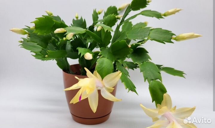 Декабрист жёлтый