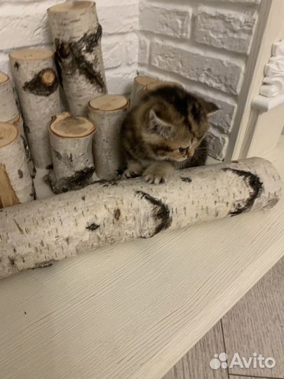 Шотландская прямоухая