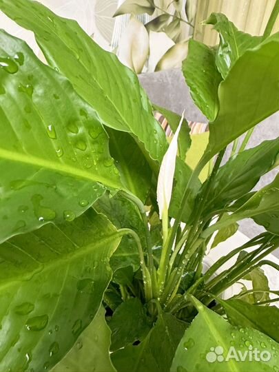 Спатифиллум