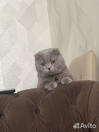 Британский вислоухий кот
