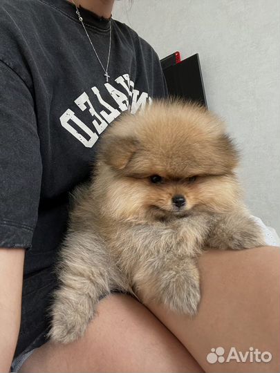 Померанский шпиц мини девочка