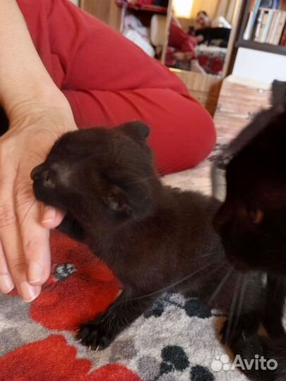 Британские вислоухие котята