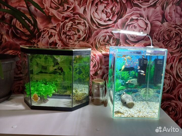 Аквариум с рыбками