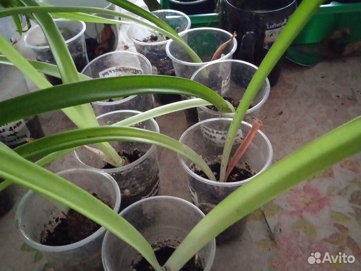 Гиппиаструм- сорт Гранде дива, цвет бордовый