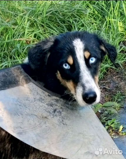 Отдам бедную молодую собачку без лапки