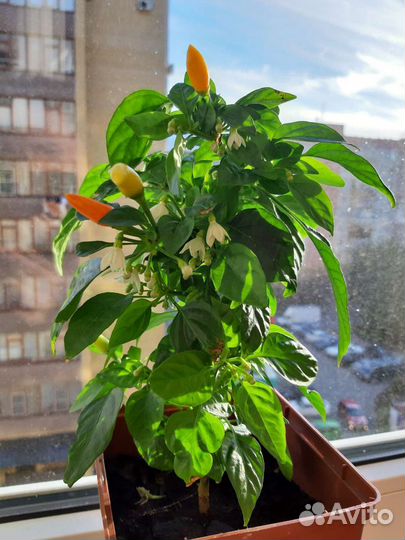 Рассада острых комнатных перцев