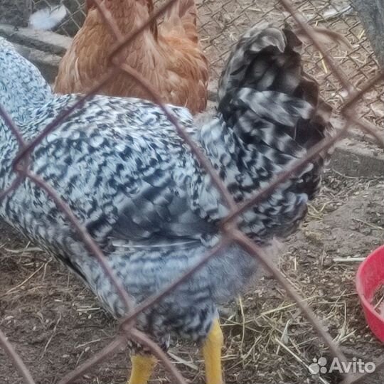 Молодые петушки