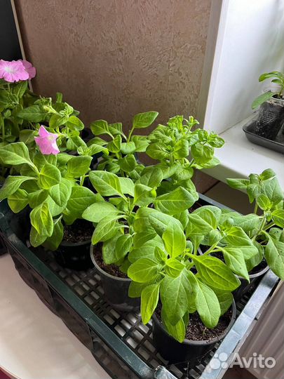 Цветы петунии рассада