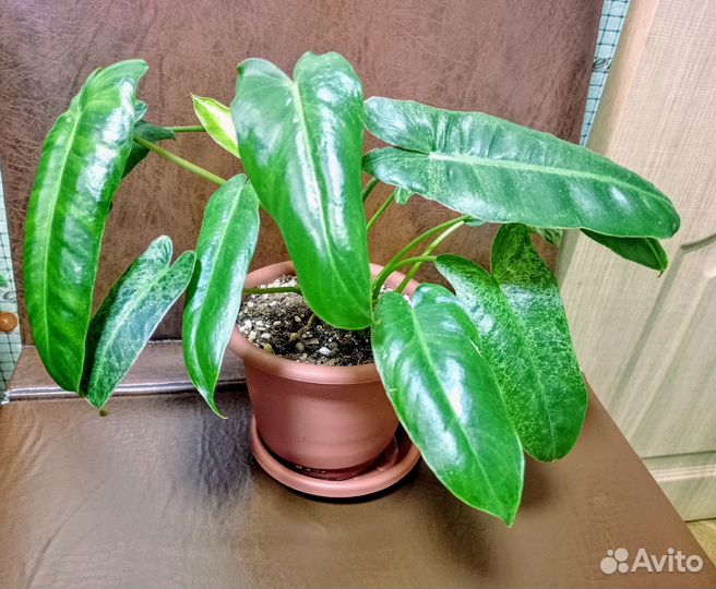 Комнатные цветы