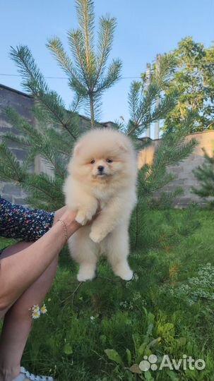 Щенки шпица