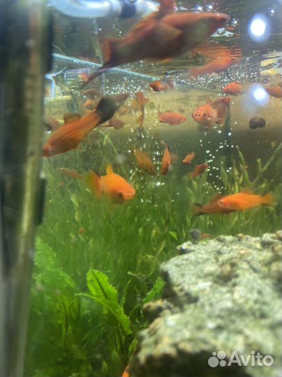 Аквариумные рыбки отдам бесплатно