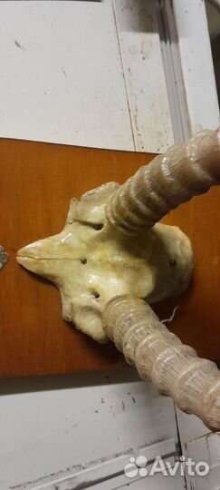 Рога горного козла