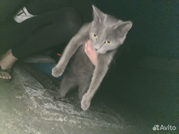Британочка в добрые руки