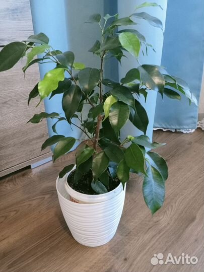 Бенджамина