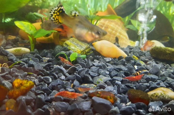 Вишни креветки, сомики, гуппи