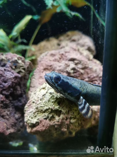 Змееголов Пульхера 10 см