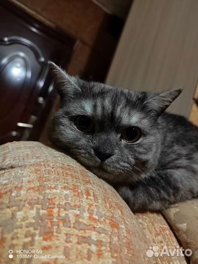 Британская кошка