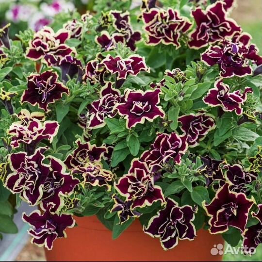 Черенки вегетативных цветов