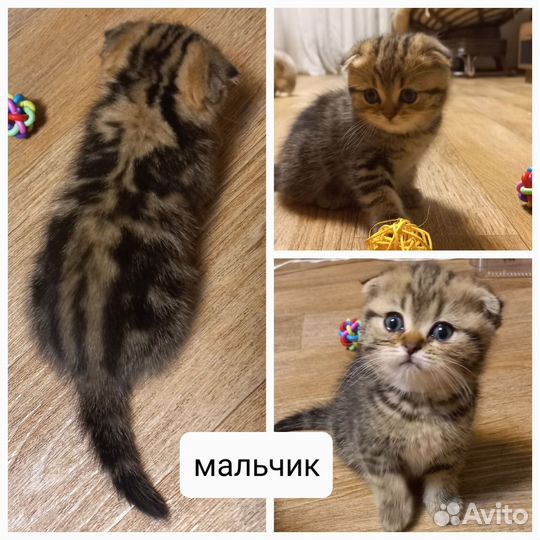 Шотландские котята