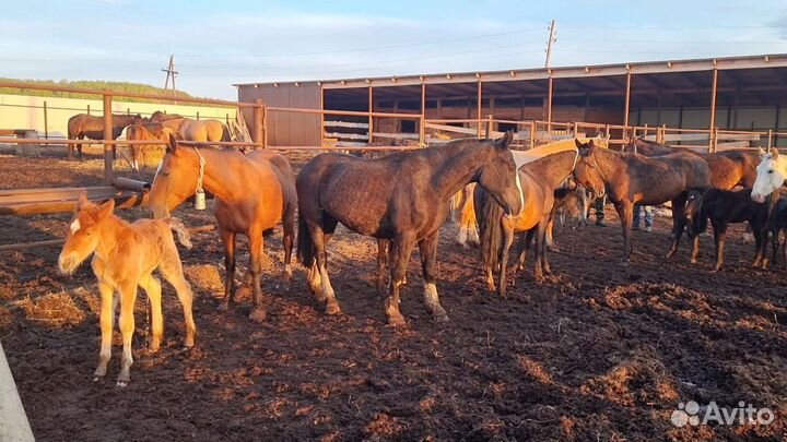 Продам лошадей