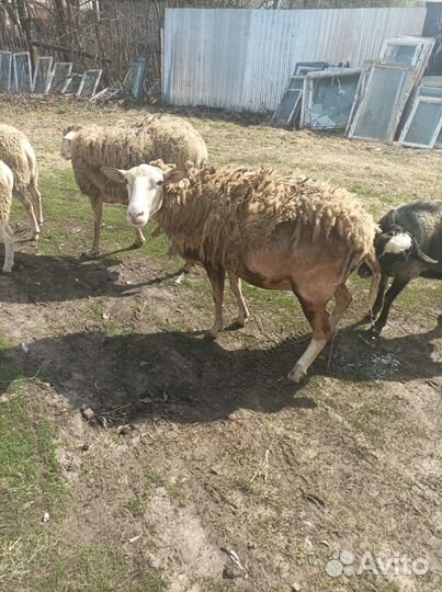 Катумские бараны