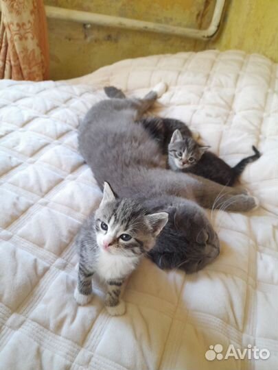 Котята в добрые руки бесплатно