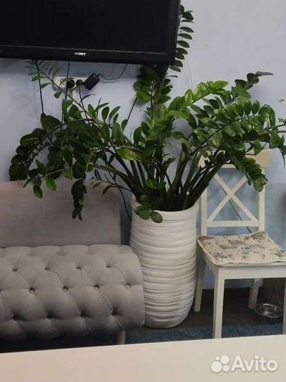 Замиокулькас, долларовое дерево