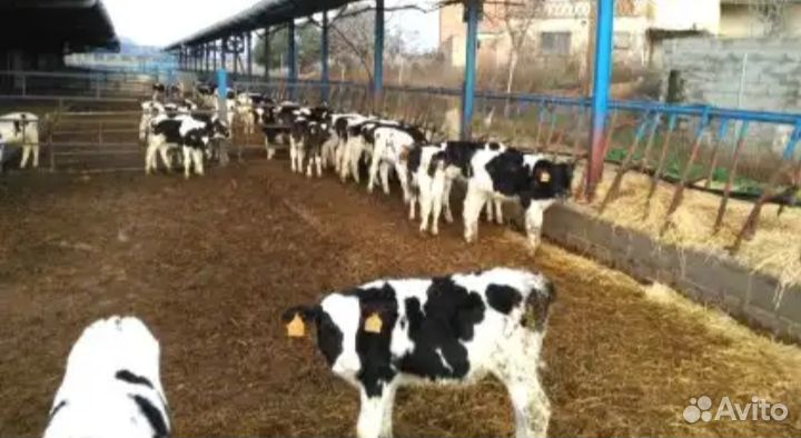 Телята бычки