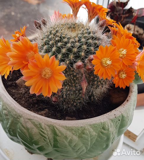 Кактус цветущий карликовый