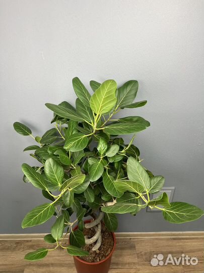 Фикус бенгальский одри двойная спираль H 140