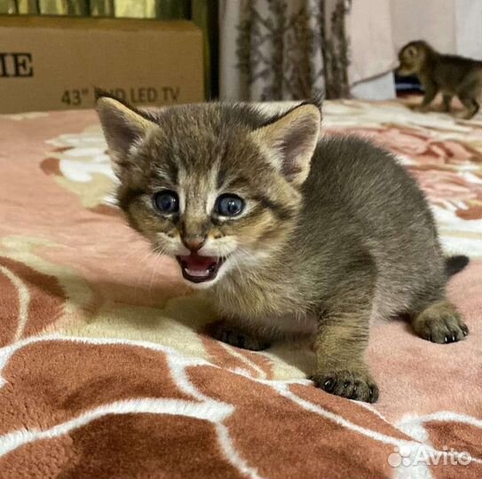 Чаузи ф1 котик