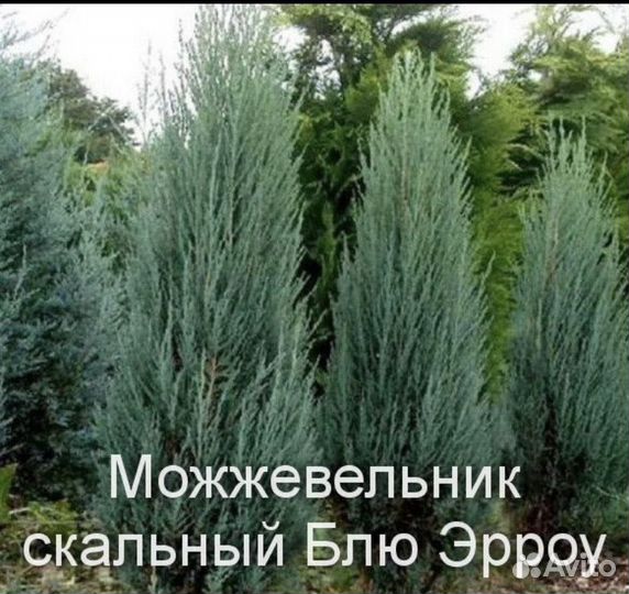 Можевельник блю эрроу и другие