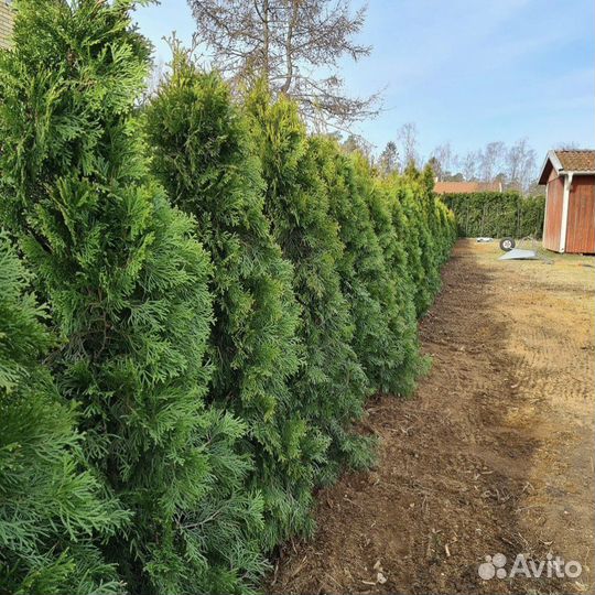 Жирная Туя Брабант 2 м. Владимир. Как на фото