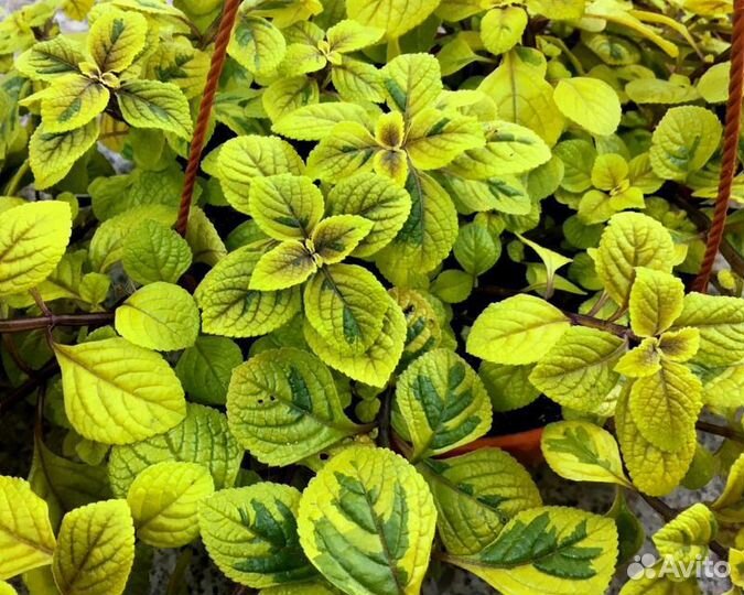 Ампельные растения