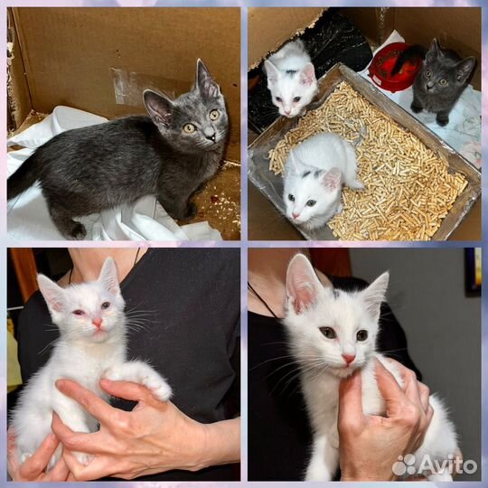 Котята в добрые руки