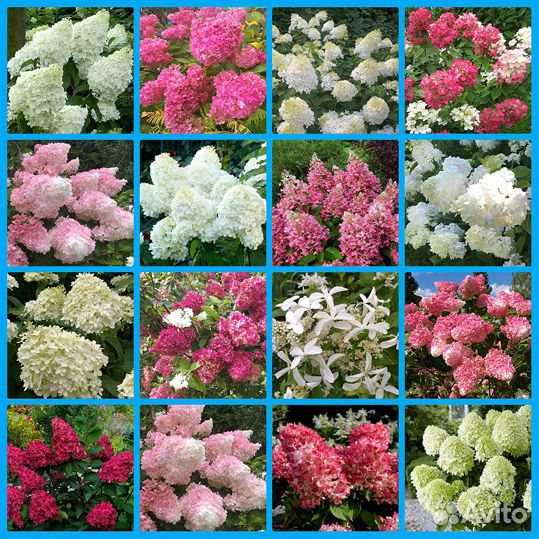 Клематис Руж Кардинал 2л горшок и др.сорта