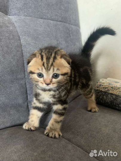 Шотландские котята