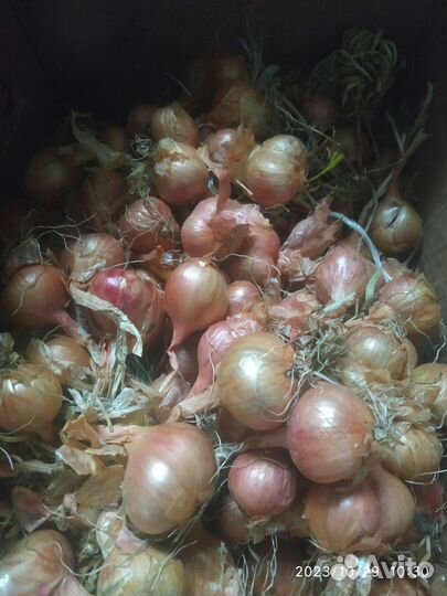 Лук семейный крупный