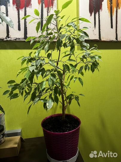 Фикус бенджамина