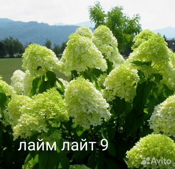 Гортензия метельчатая