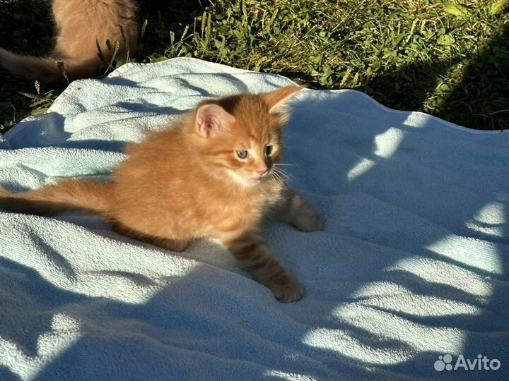 Котята мей кун ярко рыжие
