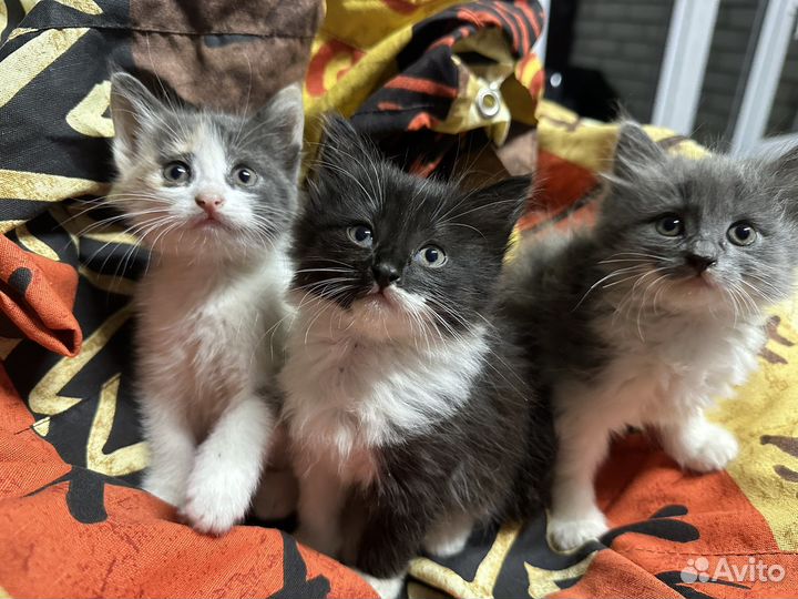 Котята в добрые руки