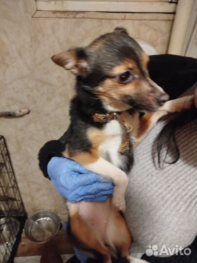 Малышка Кнопа