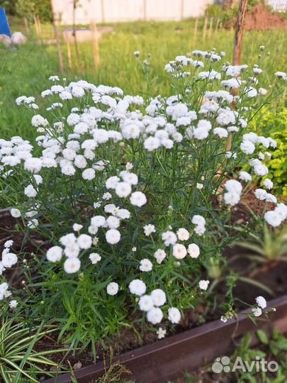 Тысячилистник Птирмтка или Жемчужница